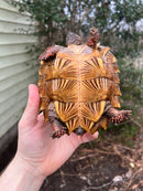 Spiny Hill Turtle CB Female 2 (Heosemys spinosa)