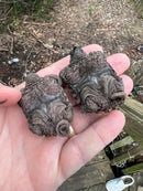 Alligator Snapping Turtle Pig Tailed (Macrochelys temminckii)