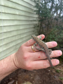 Jeweled Lacerta (Timon lepidus)