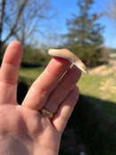 Egyptian Legless Sand Skink (Sphenops sepsoides)