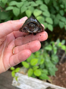 Razor backed Musk Turtle Sub-Adults (Sternotherus carinatus)