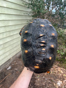 Red Foot Tortoise Adult Female 3 (Chelonoidis carbonaria)