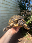 Marginated Tortoise Adult Male 1 (Testudo marginata)