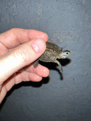 Concentric Diamondback Terrapin 2022 (Malaclemys terrapin)