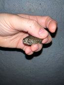 Concentric Diamondback Terrapin 2022 (Malaclemys terrapin)