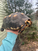 Red Foot Tortoise Adult Female 4 (Chelonoidis carbonaria)