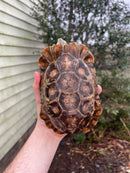 Homes Hinge-back Tortoise Adult Pair 1 (Kinixys homeana)