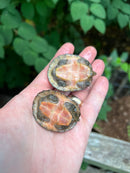 Loggerhead Musk Turtle Sub-Adult (Sternotherus minor)