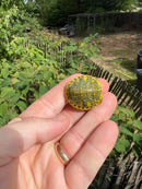 Pastel Clown Red Eared Slider Turtle