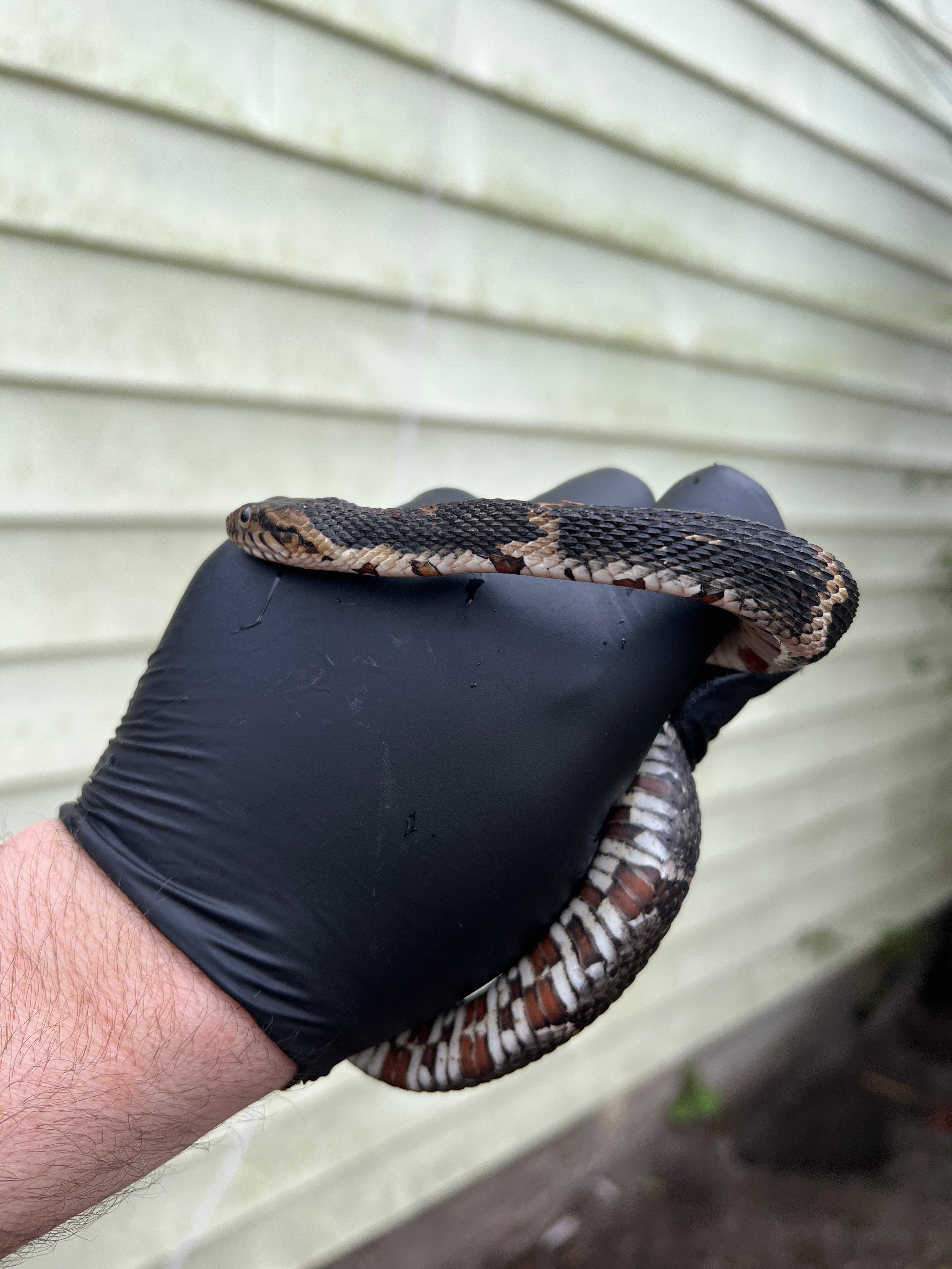 Water Snake For Sale American Reptile Distributors