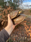 Sulawesi Box Turtle (Cuora ambonesis)