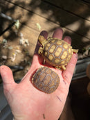 Patternless African Spurred Tortoise Baby (Centrochelys sulcata)