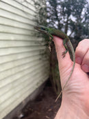 Green Anole (Anolis carolinensis)