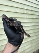 Banded Water Snake (Nerodia fasciata)