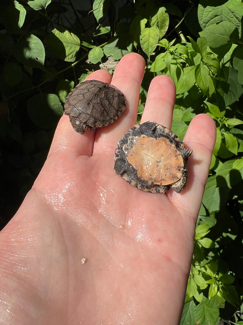 African Serrated Mud Turtle Babies (Pelusios sinuatus)