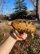 Forstens Tortoise Adult  Male 8 (Indotestudo forstenii)
