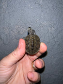 Concentric Diamondback Terrapin 2022 (Malaclemys terrapin)