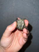 Concentric Diamondback Terrapin 2022 (Malaclemys terrapin)