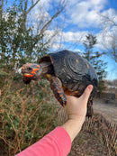 Red Foot Tortoise  Adult Female 1 (Chelonoidis carbonaria)