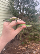 Green Anole (Anolis carolinensis)