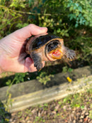Vampire Musk Turtle Adults (Claudius angustatus)