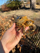 Forstens Tortoise 2020 Female 3 (Indotestudo forstenii)