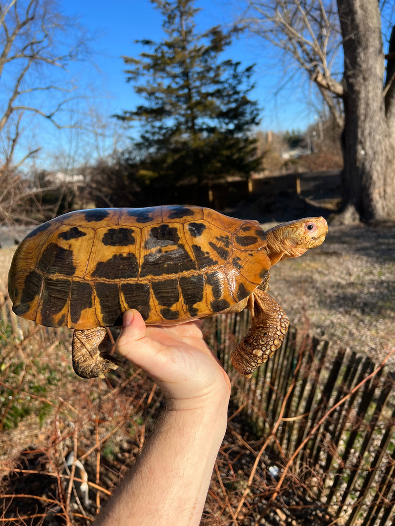 Forstens Tortoise Adult  Male 7 (Indotestudo forstenii)