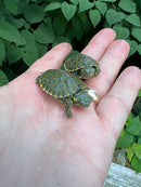 Peacock Slider Baby (Trachemys emolii)