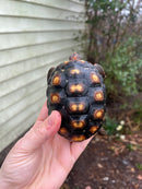 Brazilian Cherryhead Tortoise 2021