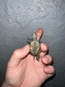 Concentric Diamondback Terrapin 2022 (Malaclemys terrapin)