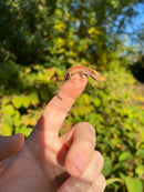 Premium Crested Gecko Babies (Correlophus ciliatus)