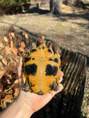 Forstens Tortoise 2020 Female 2 (Indotestudo forstenii)