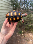 Brazilian Cherryhead Tortoise 2021