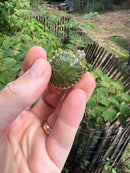 Pastel Clown Red Eared Slider Turtle