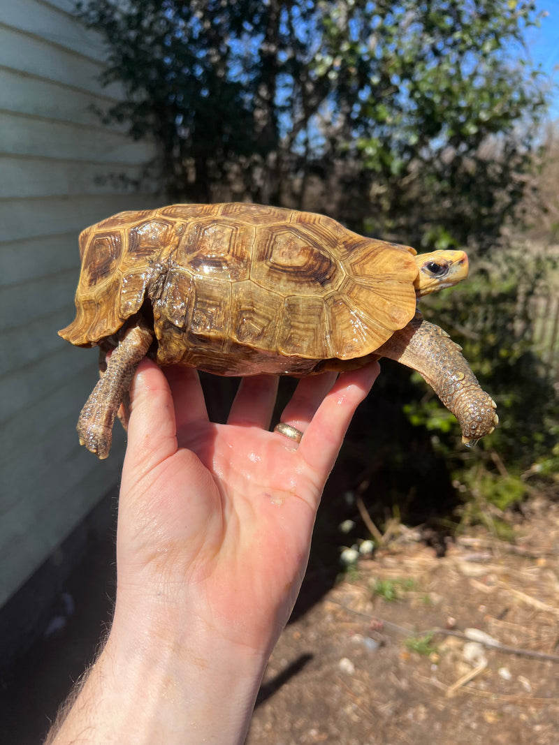 Homes Hinge-back Tortoise Adult Pair 5 (Kinixys homeana)