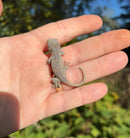 Orange Blotched Gargoyle Gecko Well Started Babies (Rhacodactylus auriculatus)