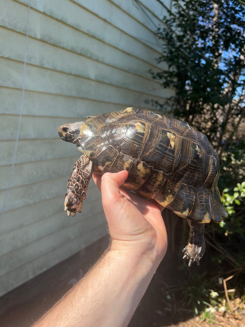 Marginated Tortoise Adult Male 2 (Testudo marginata)