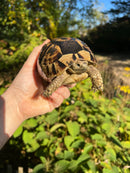 Tunisian Greek Tortoise Adult Pair  (Testudi gracea nabeulensis)