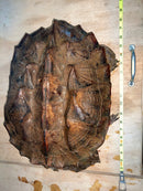 Adult Mata Mata Pair (Chelus fimbriata)