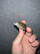 Concentric Diamondback Terrapin 2022 (Malaclemys terrapin)