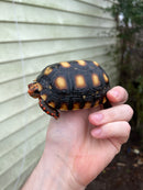 Brazilian Cherryhead Tortoise 2021