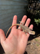 Genetic Striped Pied Translucent Bearded Dragon Baby