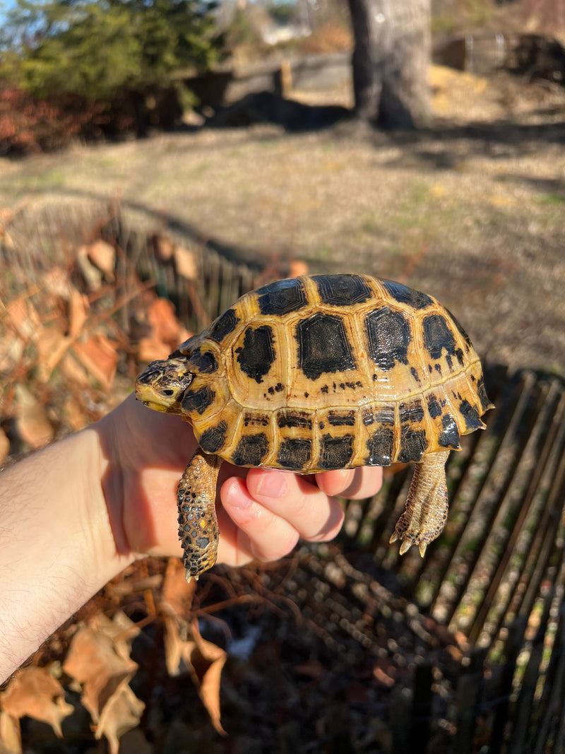 Forstens Tortoise 2020 Female 2 (Indotestudo forstenii)