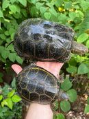 Hi  Yellow Adult European Pond Turtle Pair 2 (Emys orbicularis)