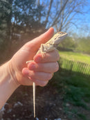 Pallida Pale Agama Adults (Agama trapelus pallida)