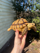 African Spurred Tortoise Female (7-8 inch) (Centrochelys sulcata)