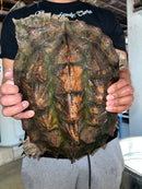 Adult Mata Mata Male 1 (Chelus fimbriata)