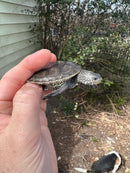 Northern Diamondback Terrapins (4 inches) (Malaclemys terrapin)