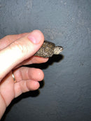 Concentric Diamondback Terrapin 2022 (Malaclemys terrapin)