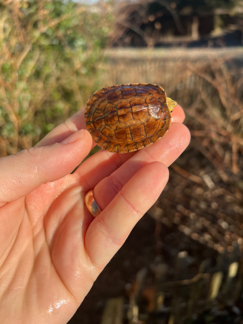 McCord's Box Turtle Baby (Cuora mccordi)